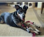 Small #3 Mutt