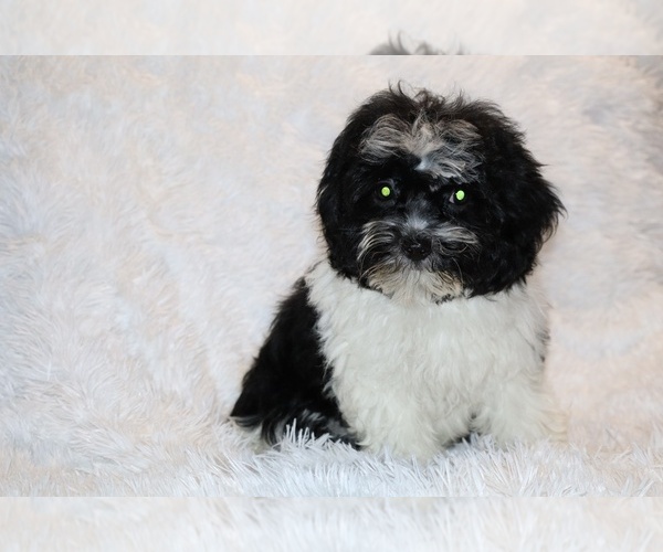 Medium Photo #18 ShihPoo Puppy For Sale in DYERSBURG, TN, USA
