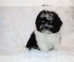 Small #17 ShihPoo