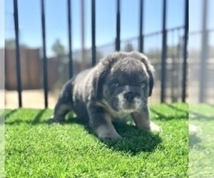 English Bulldog Puppy for sale in TULSA, OK, USA