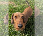 Small #3 Dachshund