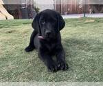 Puppy Female Blk Lab Labrador Retriever