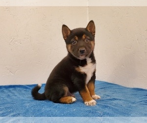 Shiba Inu Puppy for sale in CLARK, MO, USA