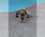 Small #14 Labradoodle