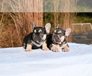 French Bulldog Litter for sale in DECATUR, GA, USA