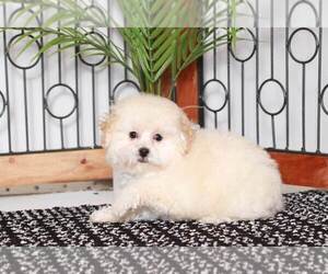 Poochon Puppy for sale in NAPLES, FL, USA