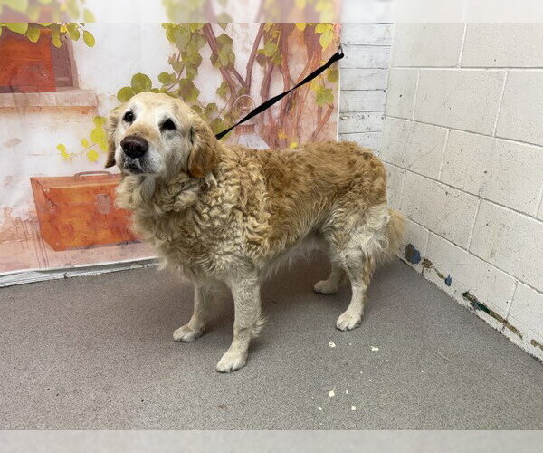 Medium Photo #1 Golden Retriever Puppy For Sale in San Bernardino, CA, USA
