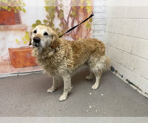 Golden Retriever Dogs for adoption in San Bernardino, CA, USA