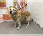 Small Golden Retriever