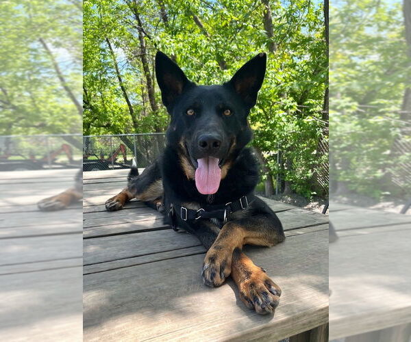 Medium Photo #4 Mutt Puppy For Sale in Elmsford, NY, USA