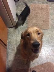 Mother of the Golden Retriever puppies born on 12/08/2018