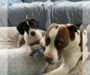 Dolly (GA) - Female Basset Hound-Unknown Mix Dog for Adoption - Photo #11