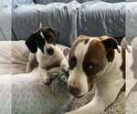 Small Photo #11 Basset Hound-Unknown Mix Puppy For Sale in New York, NY, USA