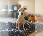 Small #3 American Pit Bull Terrier Mix