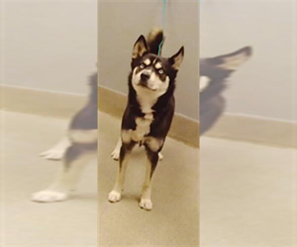 Medium Photo #1 Siberian Husky-Unknown Mix Puppy For Sale in Las Vegas, NV, USA
