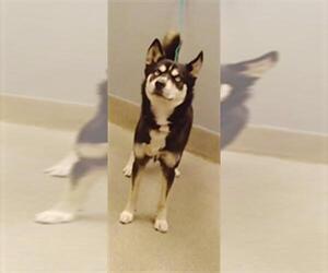 Siberian Husky-Unknown Mix Dogs for adoption in Las Vegas, NV, USA