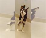 Small Siberian Husky Mix