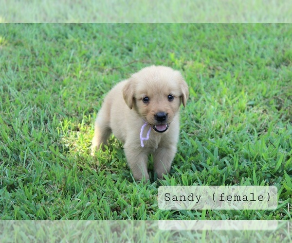 Medium Photo #5 Golden Retriever Puppy For Sale in MONTEZUMA, GA, USA