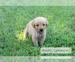 Small #4 Golden Retriever