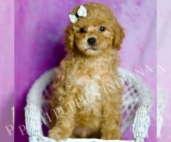 Medium Photo #110 Poodle (Miniature) Puppy For Sale in WARSAW, IN, USA