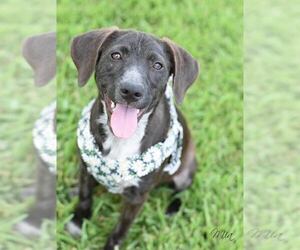 Labrador Retriever-Unknown Mix Dogs for adoption in Brewster, NY, USA