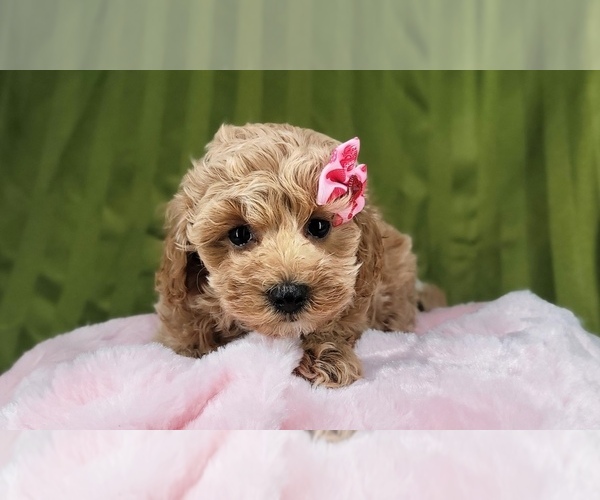 Medium Photo #4 Cavapoo Puppy For Sale in NAPLES, FL, USA