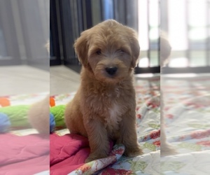 Goldendoodle Puppy for sale in CLIMAX, NC, USA