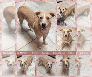 Mutt Dogs for adoption in Mesa, AZ, USA