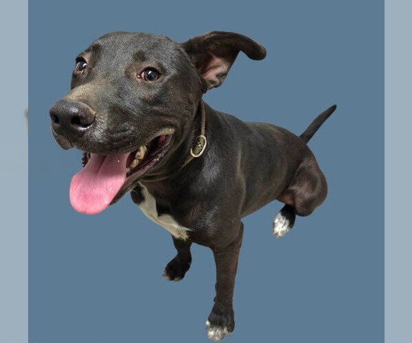 Medium Photo #1 Labrador Retriever-Unknown Mix Puppy For Sale in Bakersfield, CA, USA