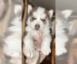 Siberian Husky Puppy for sale in BESSEMER, AL, USA