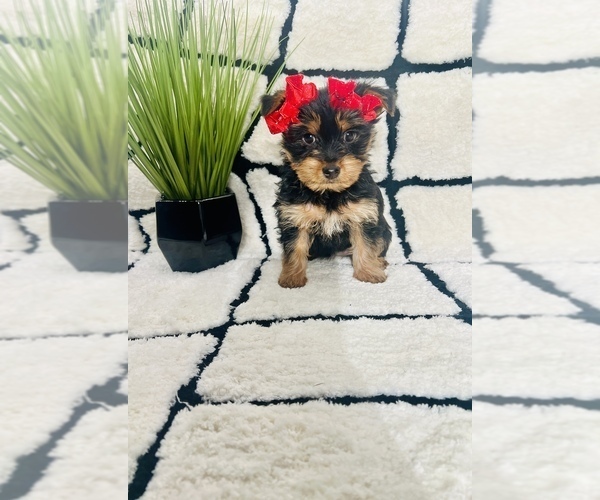 Medium Photo #2 Yorkshire Terrier Puppy For Sale in INDIANAPOLIS, IN, USA