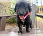 Puppy Lily Gollie