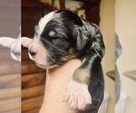Small Photo #1 Bernedoodle Puppy For Sale in MOULTRIE, GA, USA