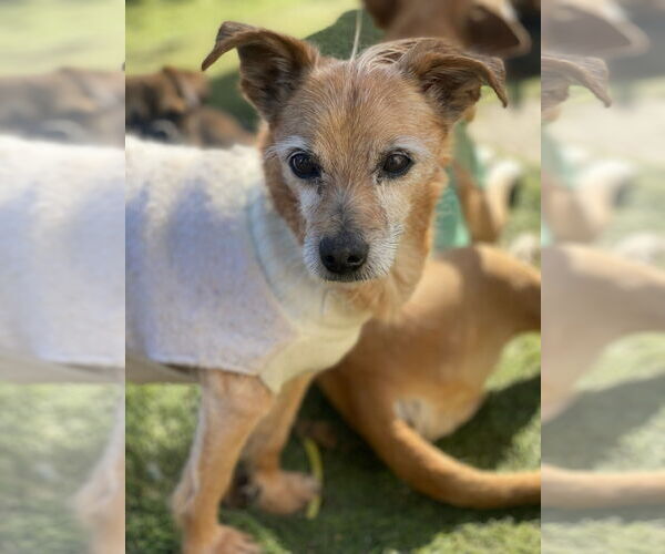 Medium Photo #5 Norfolk Terrier-Unknown Mix Puppy For Sale in Newport Beach, CA, USA