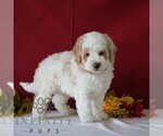 Small #3 Poodle (Miniature)