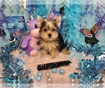 Small #4 Yorkshire Terrier