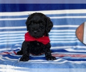 Double Doodle Puppy for sale in LANCASTER, PA, USA