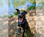 Small #20 German Shepherd Dog Mix