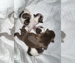 Puppy 1 Shih Tzu