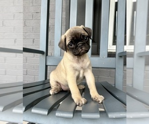 Pug Puppy for sale in FRANKLIN, IN, USA
