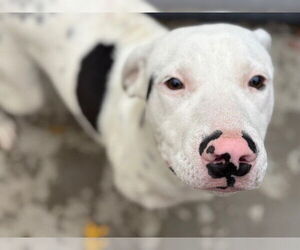 Mutt Dogs for adoption in Tulsa, OK, USA