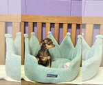 Small Chihuahua Mix