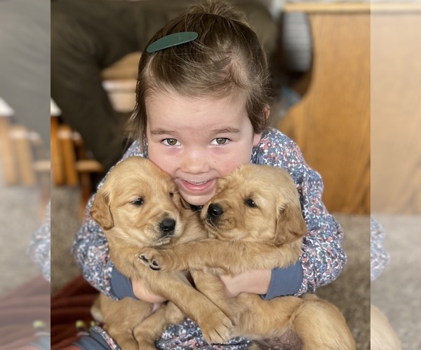 View Ad Golden Retriever Litter of Puppies for Sale near Washington