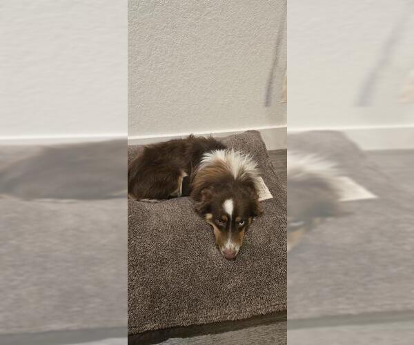 Medium Photo #1 Australian Shepherd-Unknown Mix Puppy For Sale in San Antonio, TX, USA