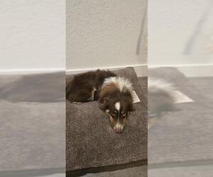 Australian Shepherd-Unknown Mix Dogs for adoption in San Antonio, TX, USA