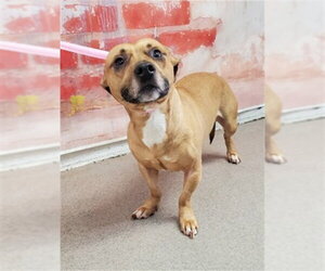 Chihuahua-Unknown Mix Dogs for adoption in San Bernardino, CA, USA