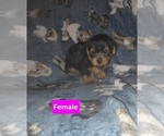 Image preview for Ad Listing. Nickname: Wilma