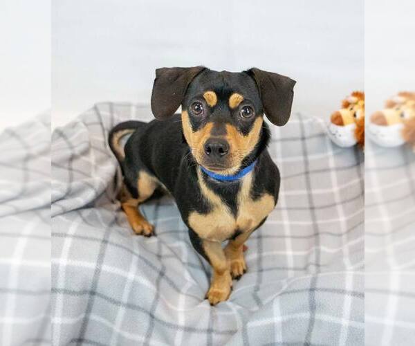 Medium Photo #6 Chiweenie Puppy For Sale in Kennesaw, GA, USA