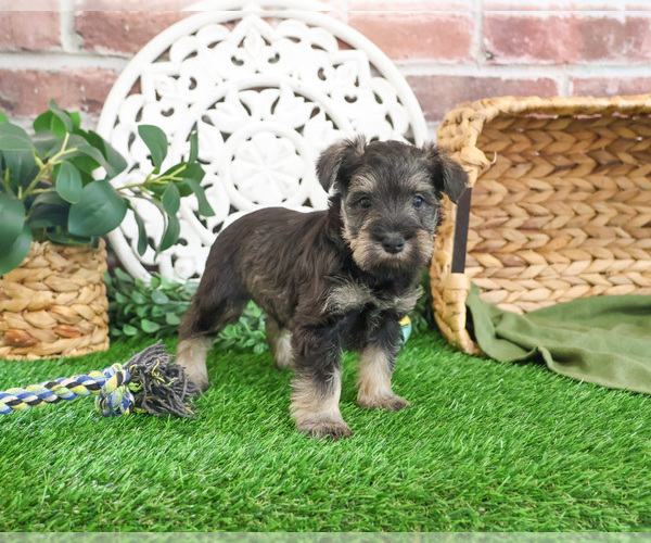 Medium Photo #5 Schnauzer (Miniature) Puppy For Sale in SYRACUSE, IN, USA