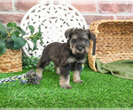Small #4 Schnauzer (Miniature)